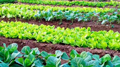 A pesar del fin del ProHuerta, la horticultura cobra impulso