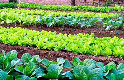 A pesar del fin del ProHuerta, la horticultura cobra impulso