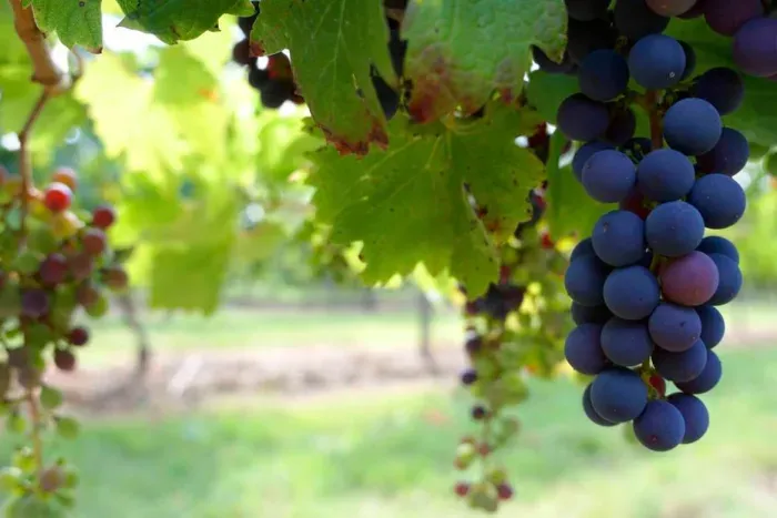 Uvas1899_.webp
