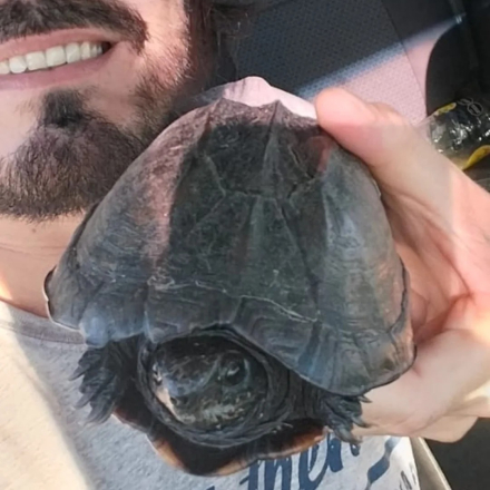 tortuga del barro 4.jpg