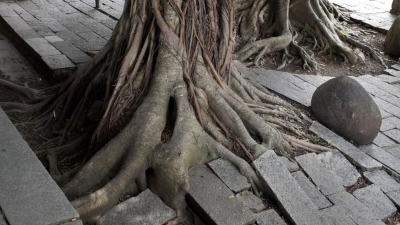 Los cinco árboles muy comunes en Argentina que no se deben plantar en veredas ni jardines