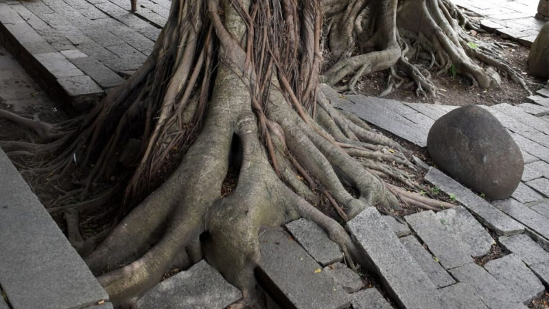 Los cinco árboles muy comunes en Argentina que no se deben plantar en veredas ni jardines
