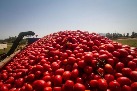 tomate-.jpeg