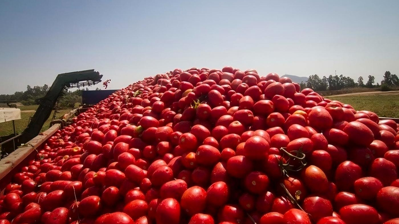 Importación de tomates desde Paraguay