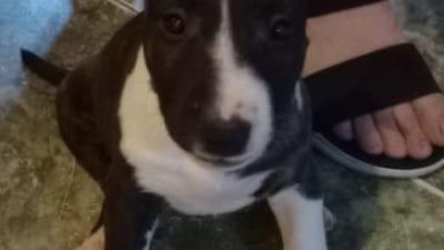 Buscan a Kora, una perrita que se extravió luego del robo a una vivienda