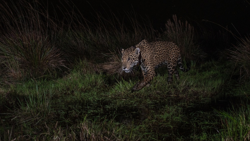 Takajay, nacido en El Impenetrable chaqueño, fue liberado en el parque Iberá