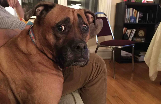 perro2.jpg