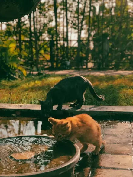 gatitos.jpg