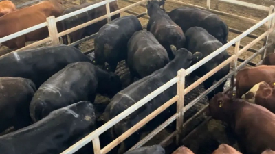 Subió el precio de la hacienda y rompió una barrera psicológica
