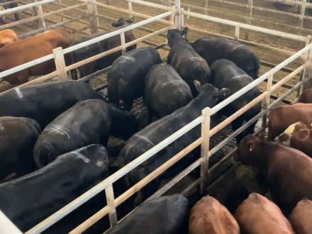 vaquitas ajenas.jpg