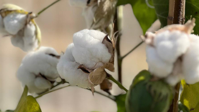 Destinan otros 415 millones de pesos a productores de algodón