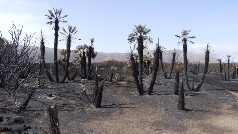 Incendios, pinos y mal desarrollo