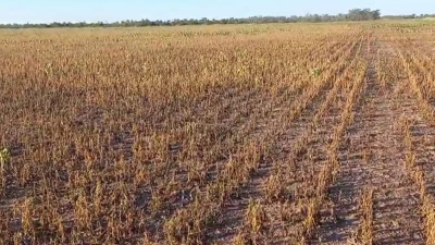 La situación por el calor extremo se torna dramática: "Se está secando todo"