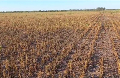 La situación por el calor extremo se torna dramática: "Se está secando todo"