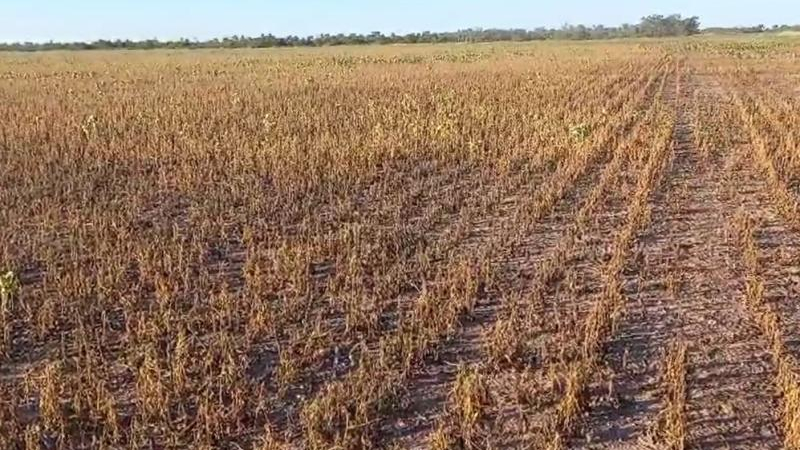 La situación por el calor extremo se torna dramática: "Se está secando todo"