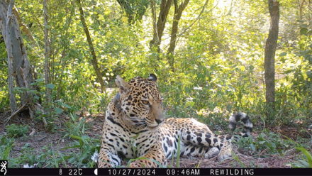 Yaguareté - Mini - El Impenetrable - Fundación Rewilding Argentina 2025-03-20 a la(s) 15.45.51.png