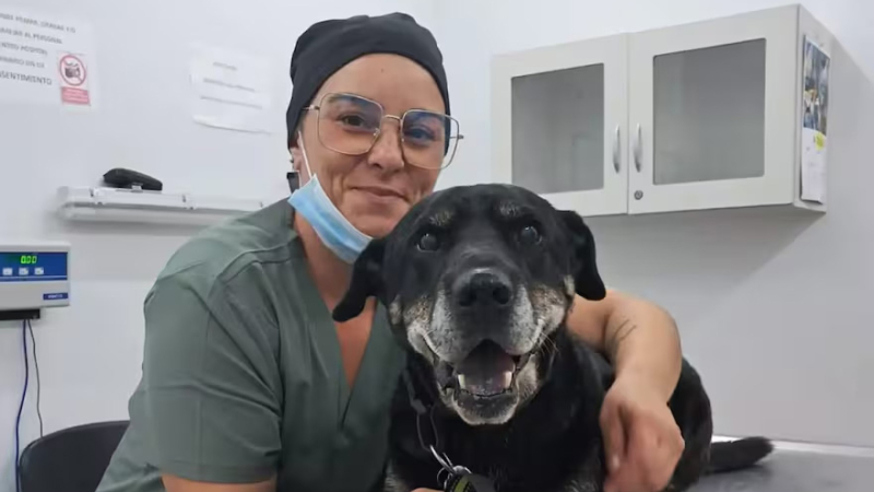 Colocaron con éxito el primer marcapasos a un perro