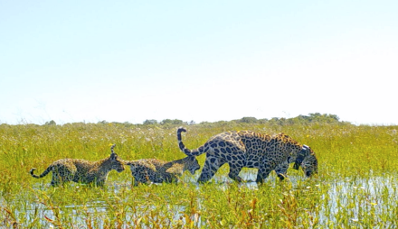 Mariua, Karai y Porá - Primeros yaguaretés liberados en Iberá - Fundación Rewilding Argentina - .png