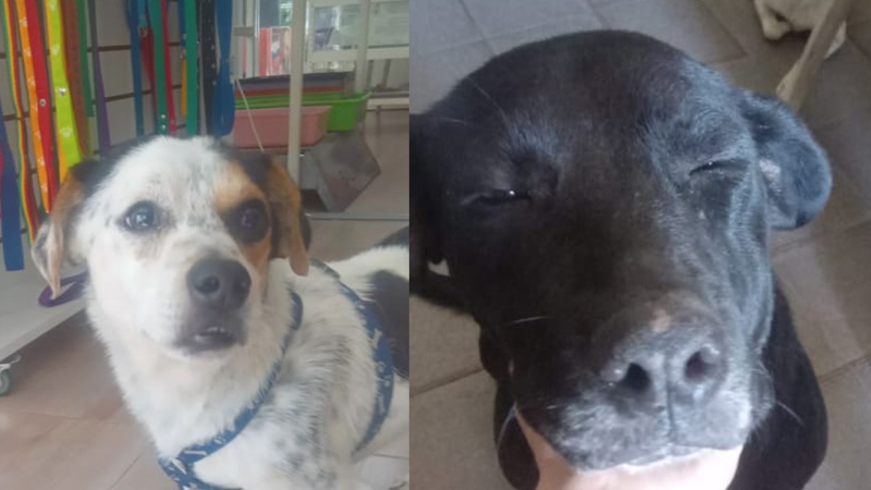 Toy y Wendy, los fieles compañeros que claman por un hogar de tránsito