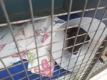 perrita Lira 2.jpg