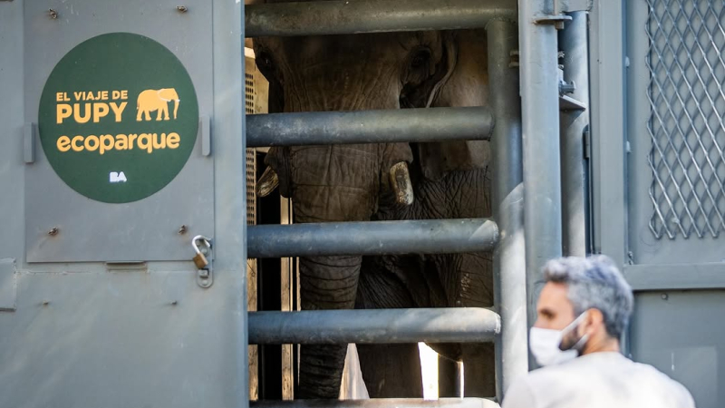 La elefanta Pupy deja atrás el cautiverio tras 32 años y vivirá en un santuario en Brasil