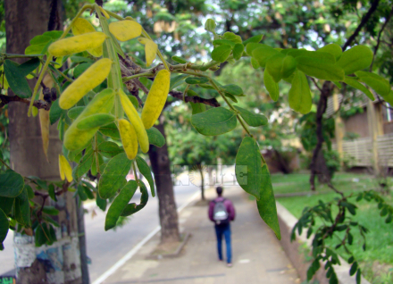 otoño.jpg