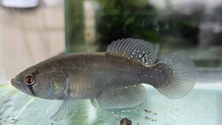 Macho de Titanolebias calvinoi en acuario.jpg