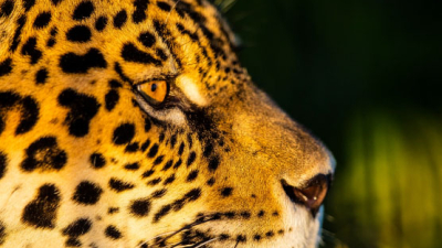 Se registró un nuevo ejemplar de yaguareté en el Parque Nacional Río Pilcomayo