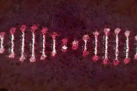 genes TOC.jpg