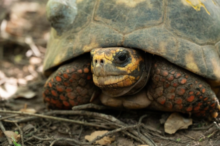 Tortuga Yabotí1.jpg