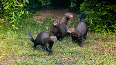 Bienvenida a la región: vuelve la nutria gigante