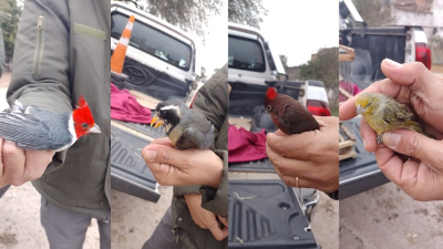 Rescataron aves silvestres que eran trasladadas ilegalmente en un ómnibus