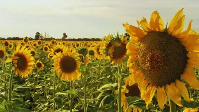 Girasol: pautas para una campaña con alto potencial