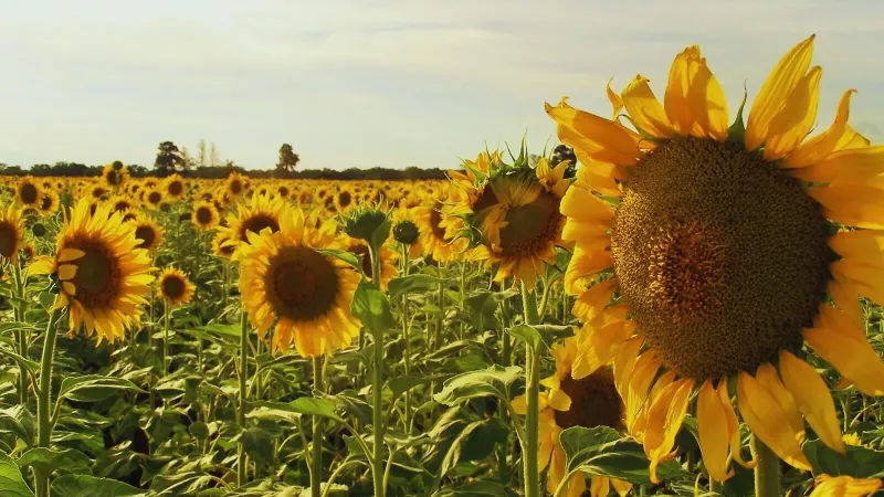 Girasol: pautas para una campaña con alto potencial