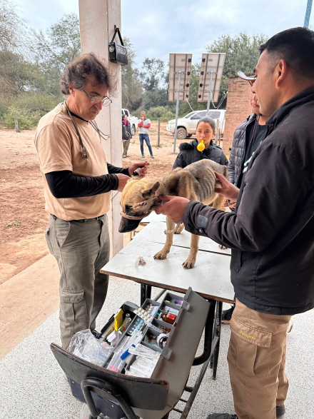 veterinarios004.jpg