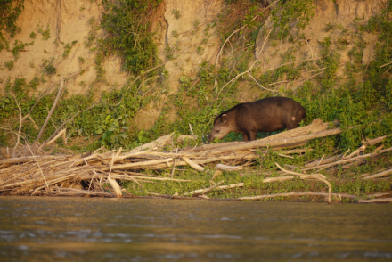 Fauna PNEI.jpg