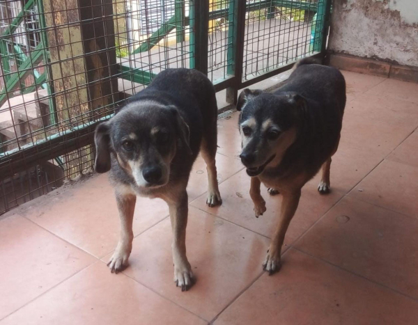 <p>Lucia a la izquierda y Peki, su amiga inseparable, dos perritas callejeras que fueron adoptadas en el Complejo Malvinas. Lucia partió en 2022 y Peki sigue regalando amor. </p>