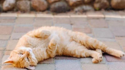 Por qué los gatos se ponen "panza arriba"