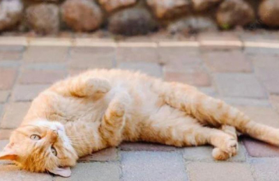 Por qué los gatos se ponen "panza arriba"