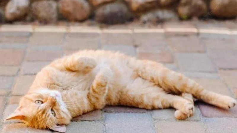 Por qué los gatos se ponen "panza arriba"