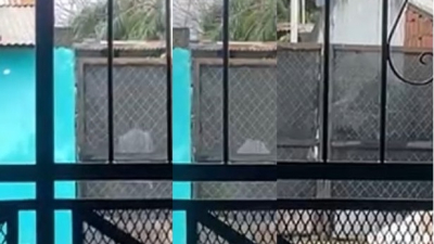 Lo filmaron pegándole a su perro pero nadie actúa