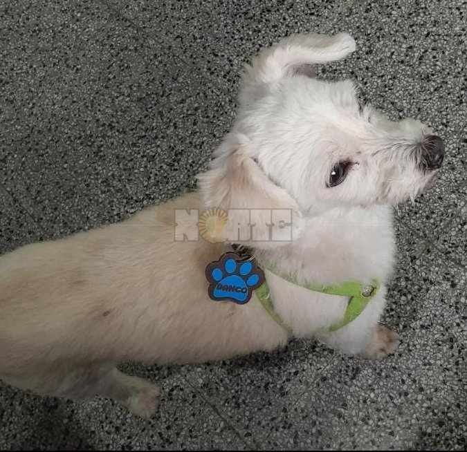 perro cuatro.jpg