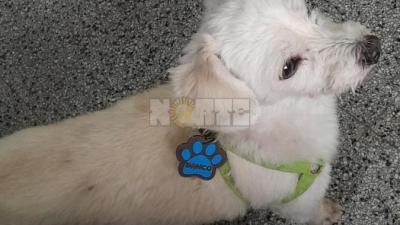 Denuncia que un repartidor postal atropelló y mató a su perro