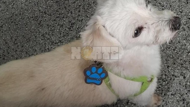 Denuncia que un repartidor postal atropelló y mató a su perro