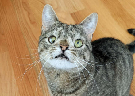 gato demente00.jpg