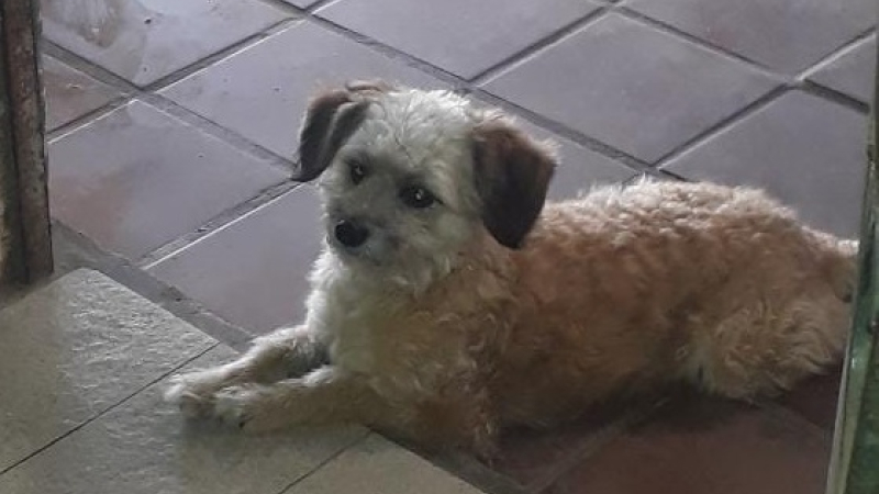 Una familia de Fontana busca a Tomy