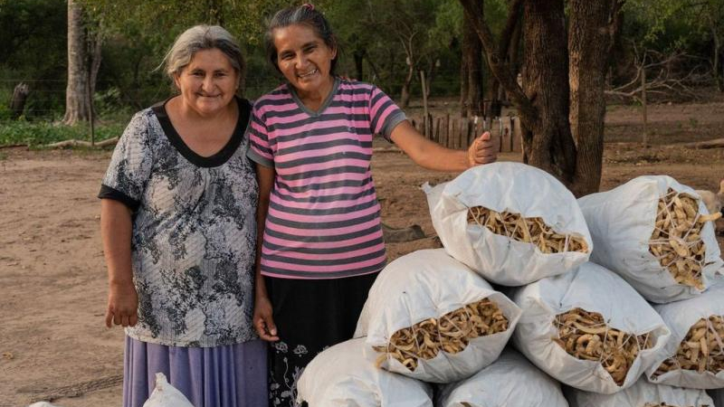 Harina de algarroba: producto estrella de El Impenetrable que conquista mercados