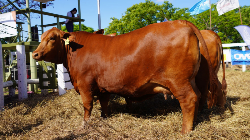 Comienza la Expo Brangus y Brahman Primavera en San Martín
