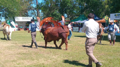 Exitosa Expo Brangus y Brahman Primavera