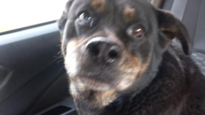 Huellas Caninas apela a la solidaridad para salvar la vida de Miel